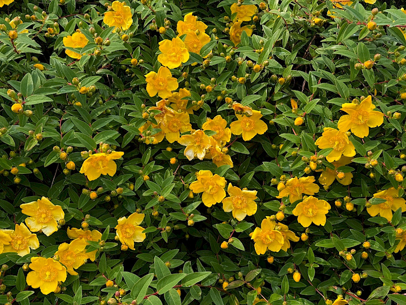 Hypericum x hidcoteense - &copy; Charles Hipkin