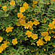 Hypericum x hidcoteense