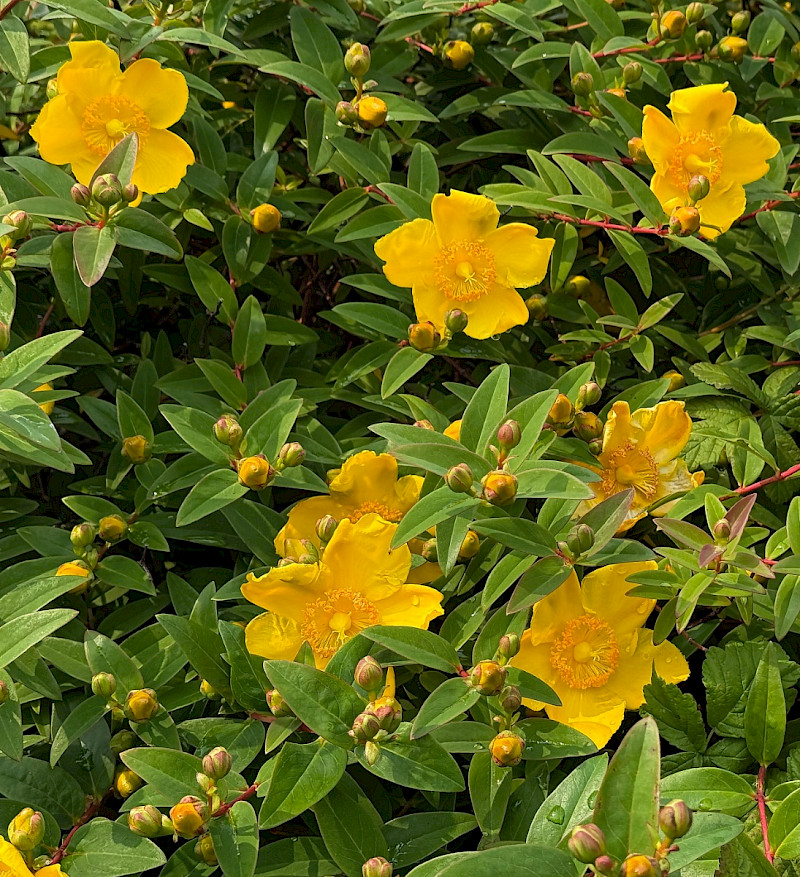Hypericum x hidcoteense - &copy; Charles Hipkin