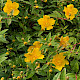 Hypericum x hidcoteense