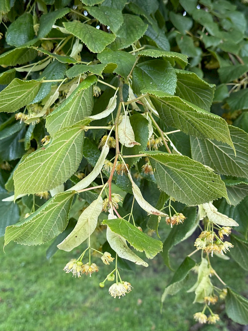Tilia americana - &copy; Charles Hipkin