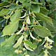 Tilia americana