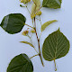 Tilia americana