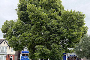 Tilia americana American Lime (Basswood)