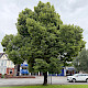 Tilia americana