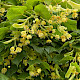 Tilia americana