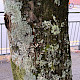 Tilia americana