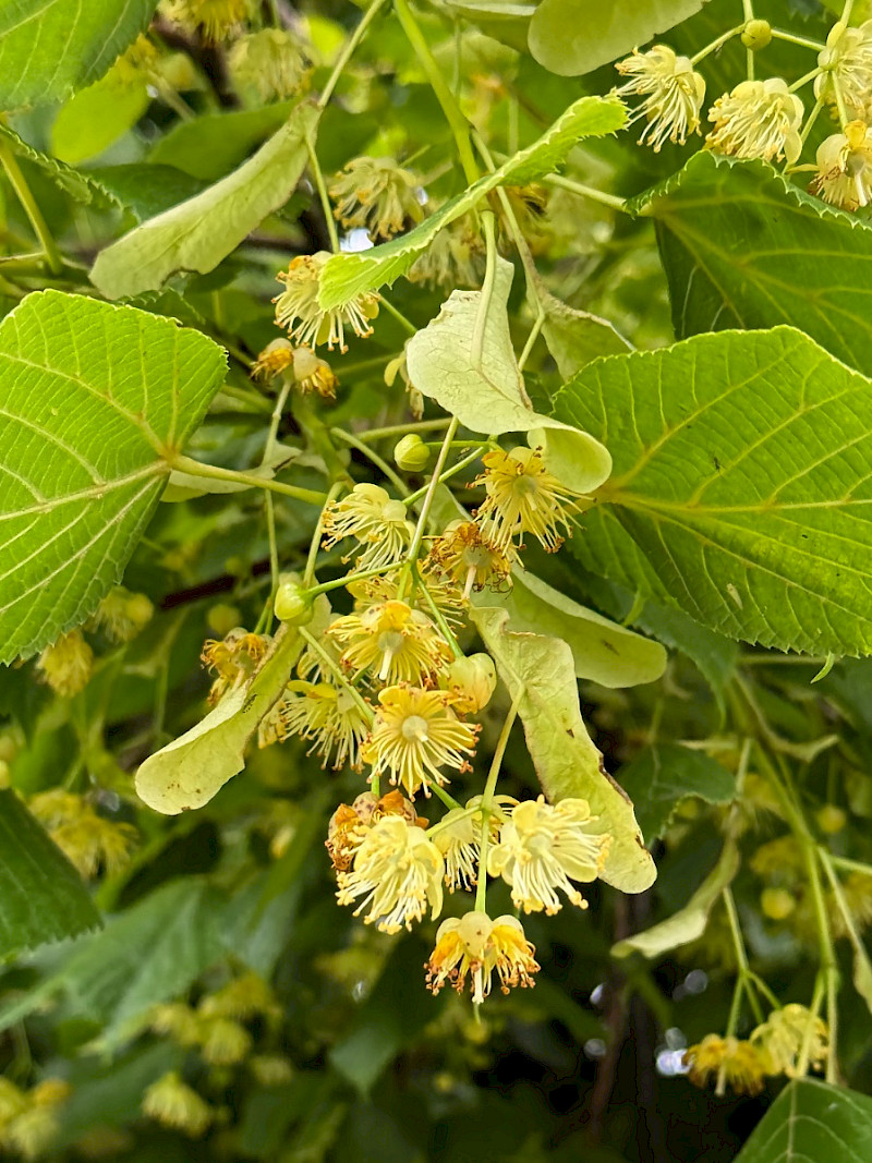 Tilia americana - &copy; Charles Hipkin