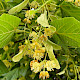 Tilia americana