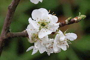 Prunus domestica Wild Plum