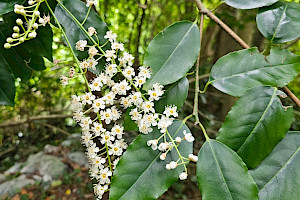 Prunus lusitanica Portugal Laurel