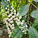 Prunus lusitanica