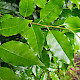 Prunus lusitanica