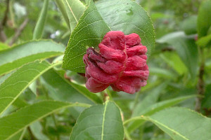 Prunus persica Peach