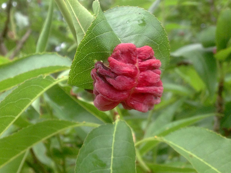 Prunus persica