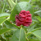 Prunus persica