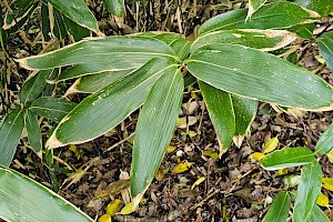Sasa palmata Broad-leaved Bamboo