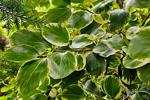 Griselinia littoralis New Zealand Broadleaf