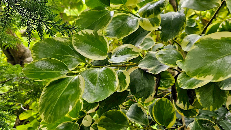 Griselinia littoralis - &copy; Barry Stewart