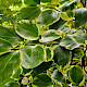 Griselinia littoralis