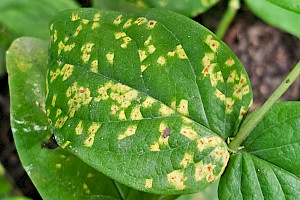 Melampsora hypericorum Tutsan Rust