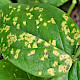 Melampsora hypericorum