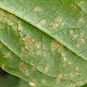 Melampsora hypericorum