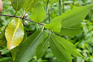 Pittosporaceae
