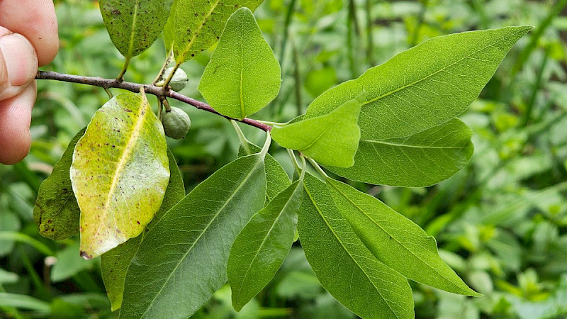 Pittosporum tenuifolium - &copy; Barry Stewart