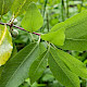 Pittosporum tenuifolium