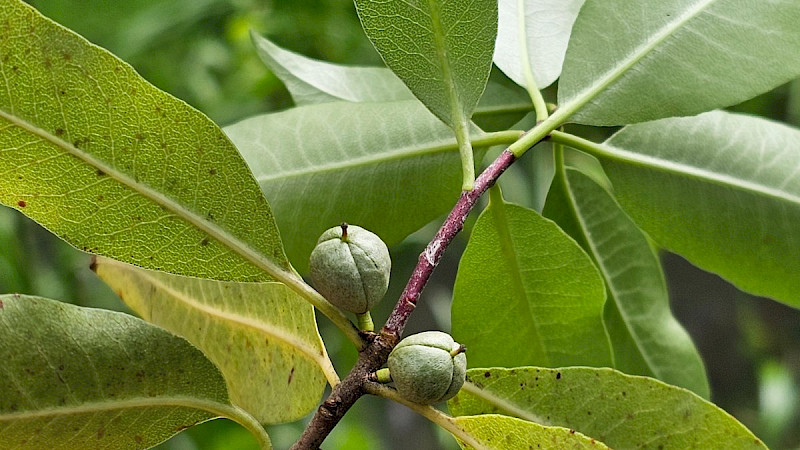 Pittosporum tenuifolium - &copy; Barry Stewart