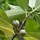 Pittosporum tenuifolium
