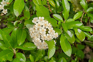 Pyracantha crenulata Nepalese Firethorn