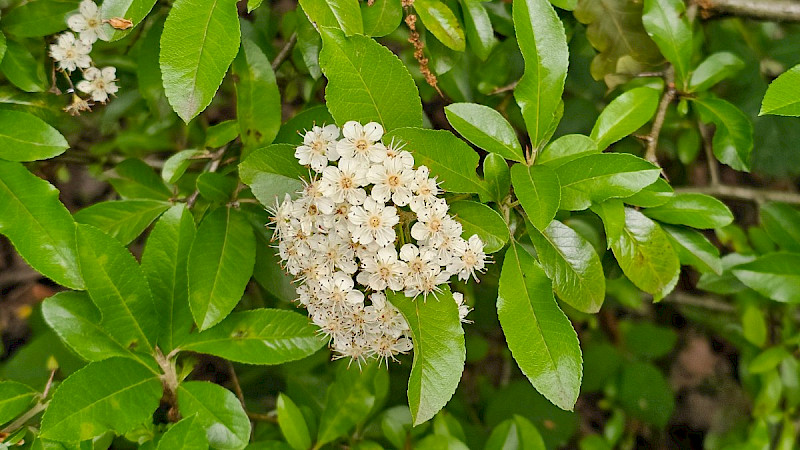 Pyracantha crenulata - &copy; Barry Stewart