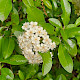 Pyracantha crenulata
