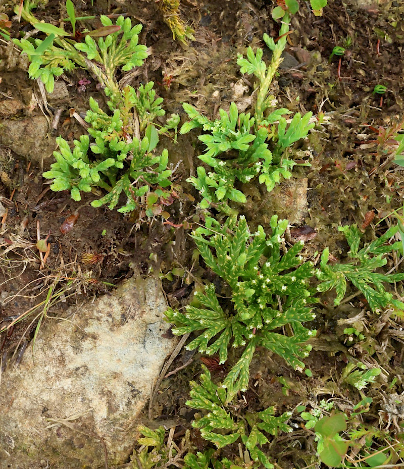 Diphasiastrum alpinum - &copy; Charles Hipkin