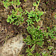 Diphasiastrum alpinum
