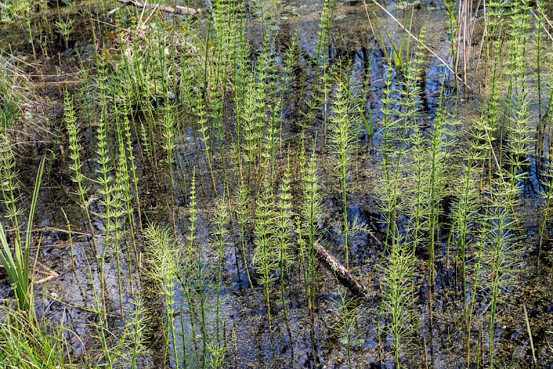Equisetum x litorale - &copy; Charles Hipkin