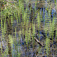 Equisetum x litorale