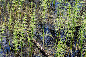 Equisetum x litorale Shore Horsetail (E. arvense x fluviatile)