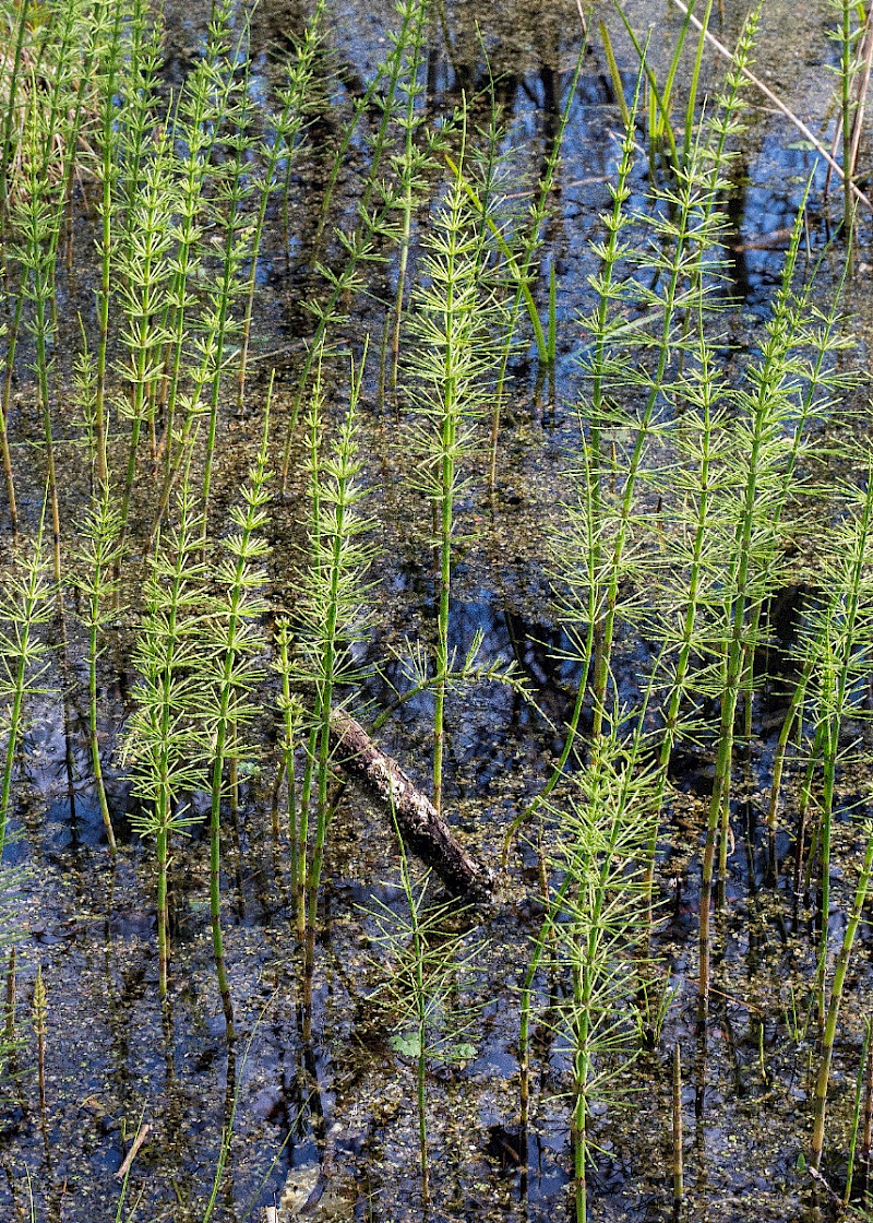 Equisetum x litorale - &copy; Charles Hipkin