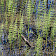 Equisetum x litorale
