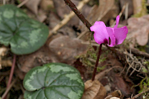 Cyclamen coum Eastern Sowbread