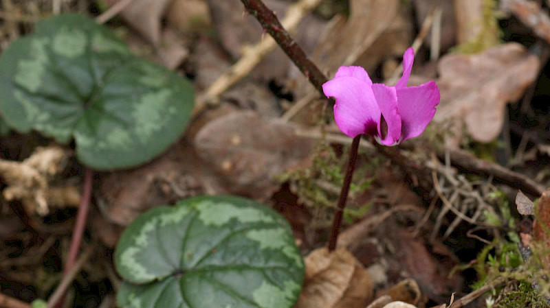 Cyclamen coum - &copy; Barry Stewart