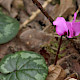 Cyclamen coum