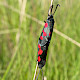 Lotus pedunculatus
