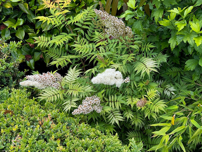 Sorbaria sorbifolia - &copy; Charles Hipkin