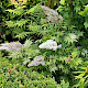 Sorbaria sorbifolia