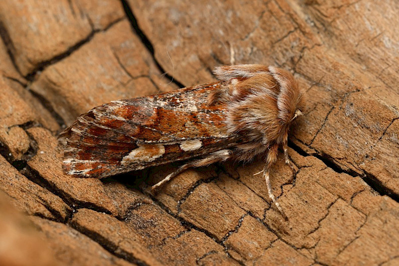 Pinus sylvestris - &copy; Barry Stewart