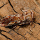 Pinus sylvestris